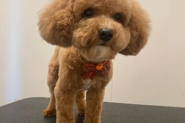nasim pet grooming