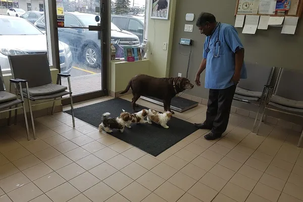 Keele Rutherford Animal Hospital