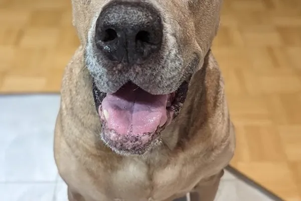 Napa Valley Animal Hospital