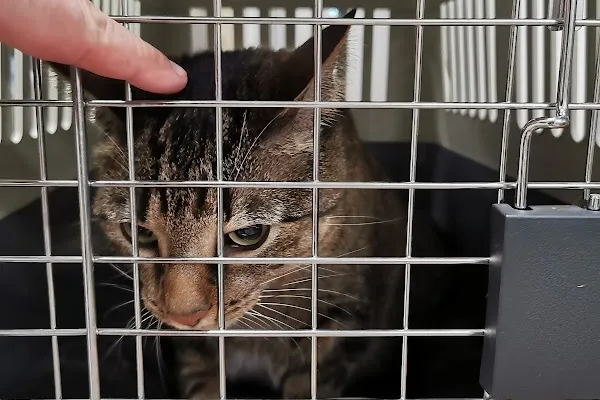 Animal Services