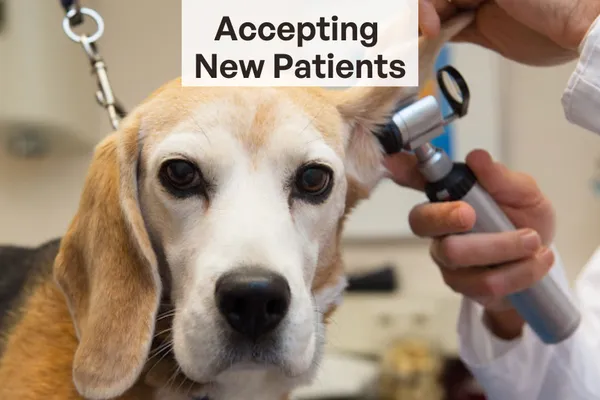 North Hill Animal Hospital