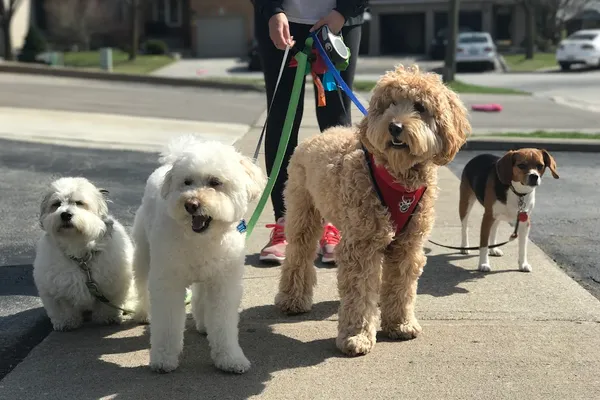 K9-5 Dog Walking