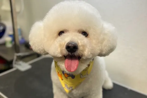 SOBAKA Grooming Salon | Pet Store