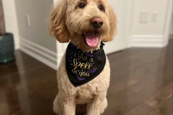 Tail Spin Dog Spa