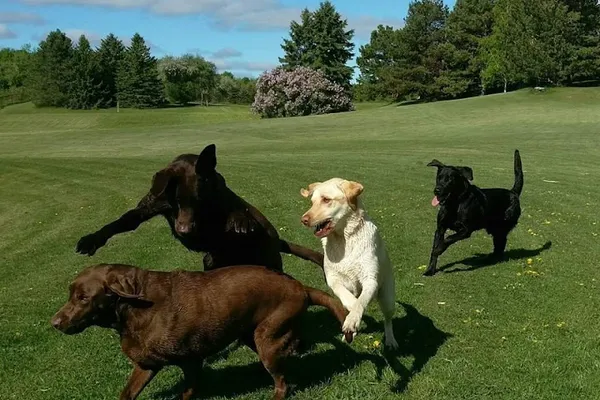 Bow Wow Country Club