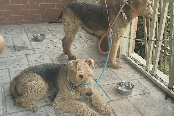 Kind-R-Care Pet Services