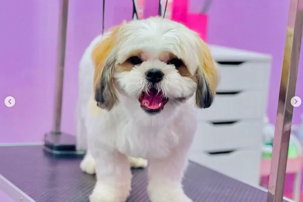 Dapper Dogs Spa