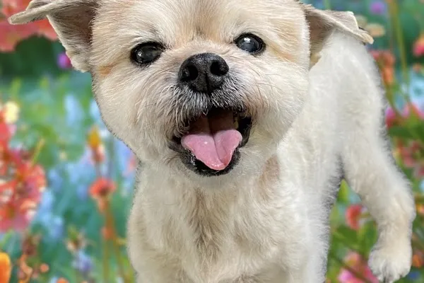 K9 to 5 Doggie Daycare, Nightcare Grooming & Training