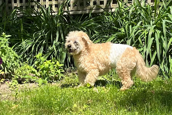 Special Needs Pet Boarding - Hero's Respite Haven