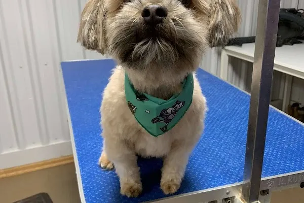 Camp Tails A Waggin