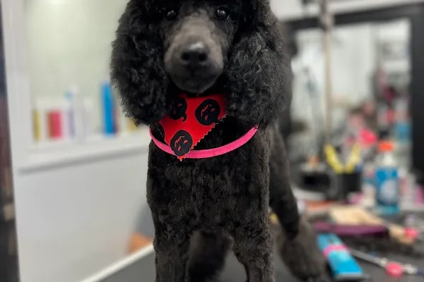 Touch of a Paw Spa