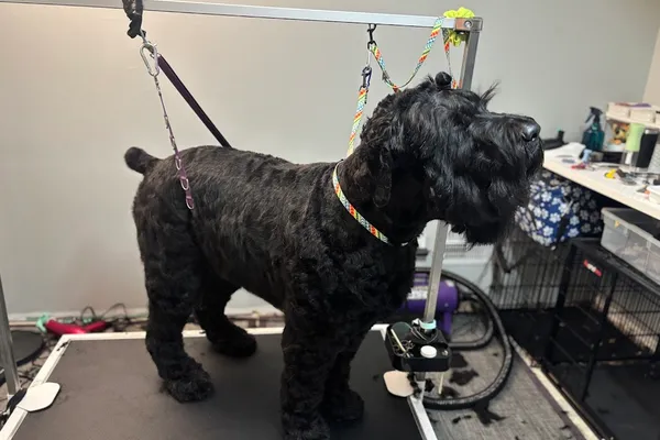 Pet Clips