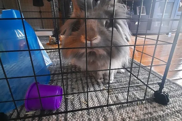 A Pet Nanny Plus