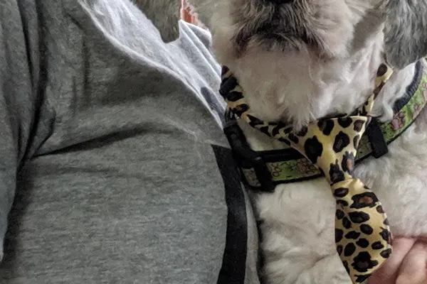 Paws And Claws Pet Grooming