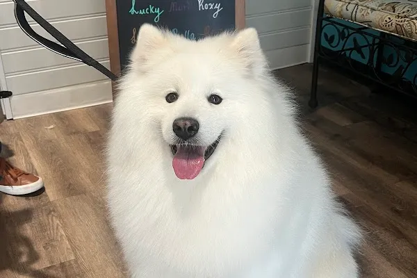 Nimoosh Grooming & Boutique