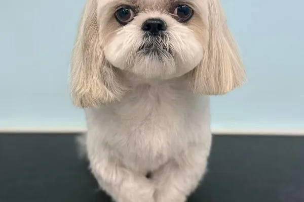 Dog Haven Studio