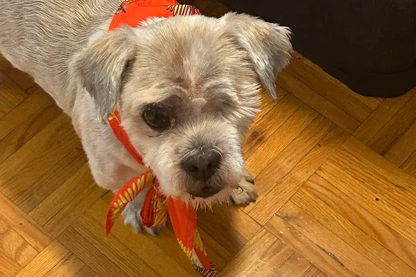 Woof Gang Bakery & Grooming King West Village