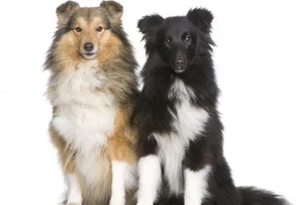 Pet Sitters Etc