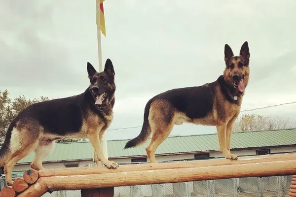 Havelberg Kennels