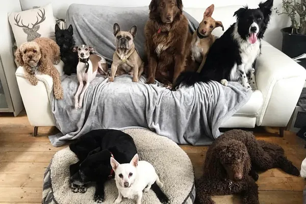 Dog Lounge