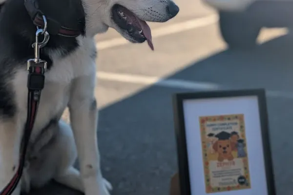 The6Dog