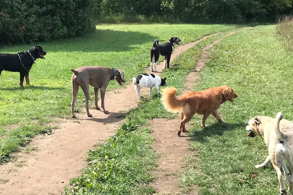 Seebluerun dog walking service