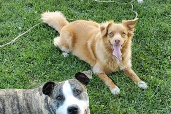Real World Dog Training