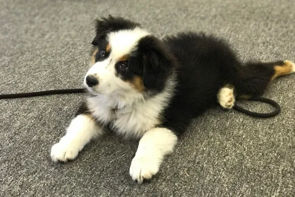 The Ontario Dog Trainer/The Dog Trainer TRIBE Training Academy