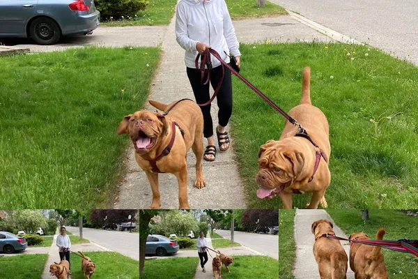 Waggin Tails Pet Services