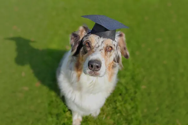 Think Outside The Bark