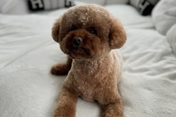 Dear My Puppy Dupont