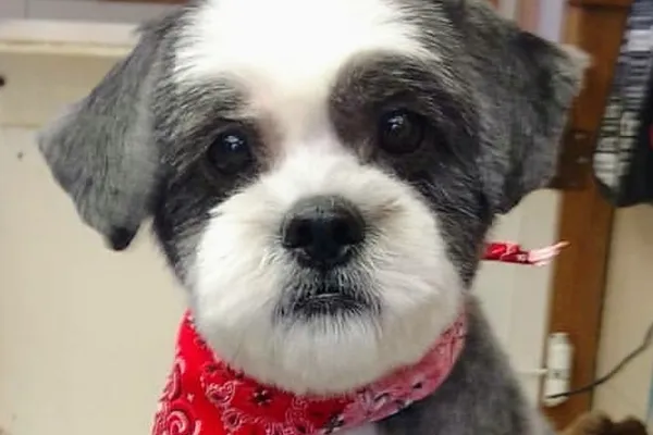 The Groom Room All-Breed Pet Grooming Inc, since 1990