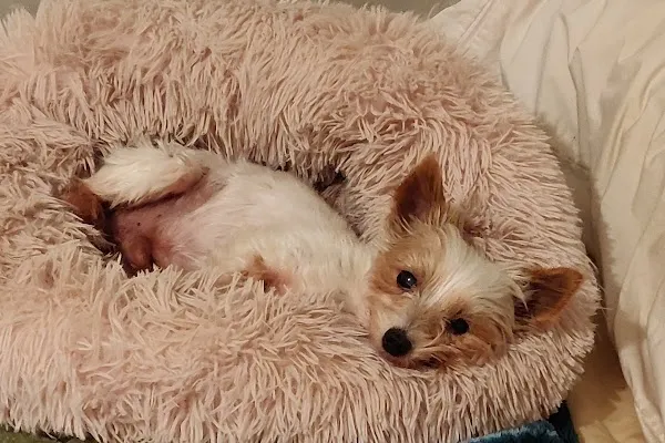 LOYAL Rescue