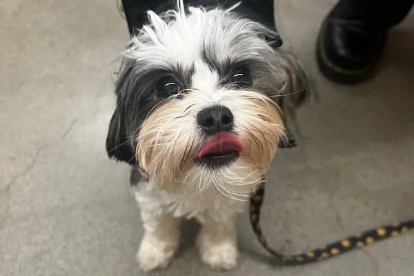 PetSmart Dog Training