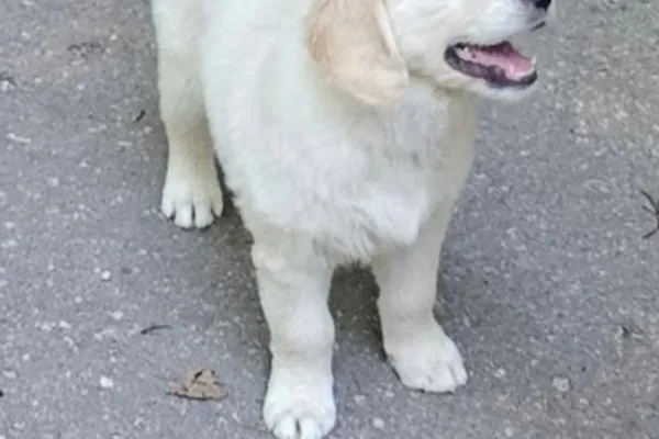 Cream Goldens