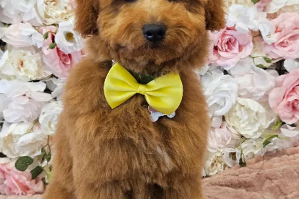 Puppy Love Spa & Salon Yorkville