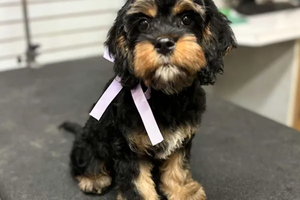 Paws in The Bath Dog Grooming