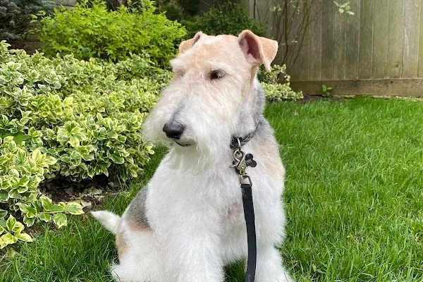Dog & Groom
