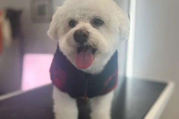 Dog&Cat Grooming in Newmarket