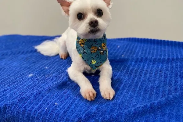 Melissa's Paw Spa