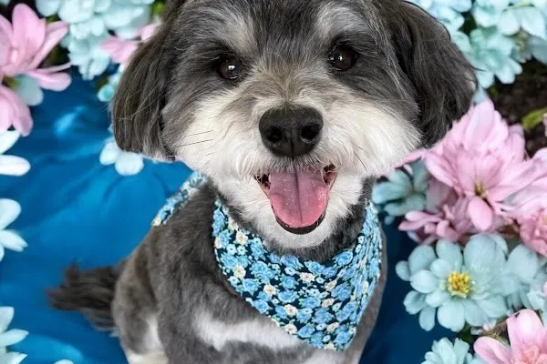 Pooch Parlour Co