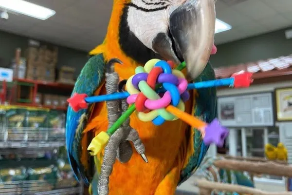 Parrots4homes