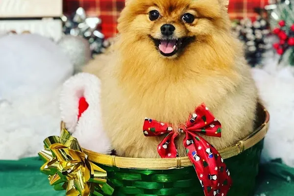 Royal Paws Dog Spa