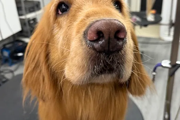 Paws In The Bath Dog Grooming