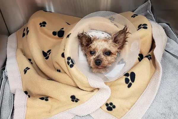 Abbotsford Animal Hospital