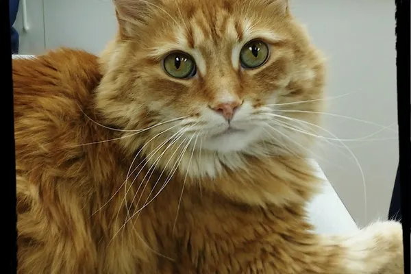North Yonge Veterinary Hospital
