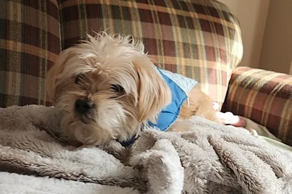Queensville Veterinary Clinic