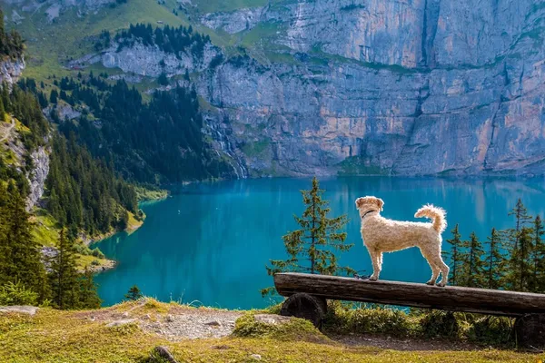 Transcend Veterinary Continuing Education Ltd