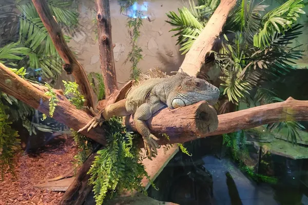 Lost World Reptile Store