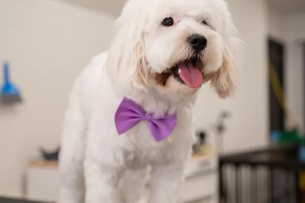 Happy Tails